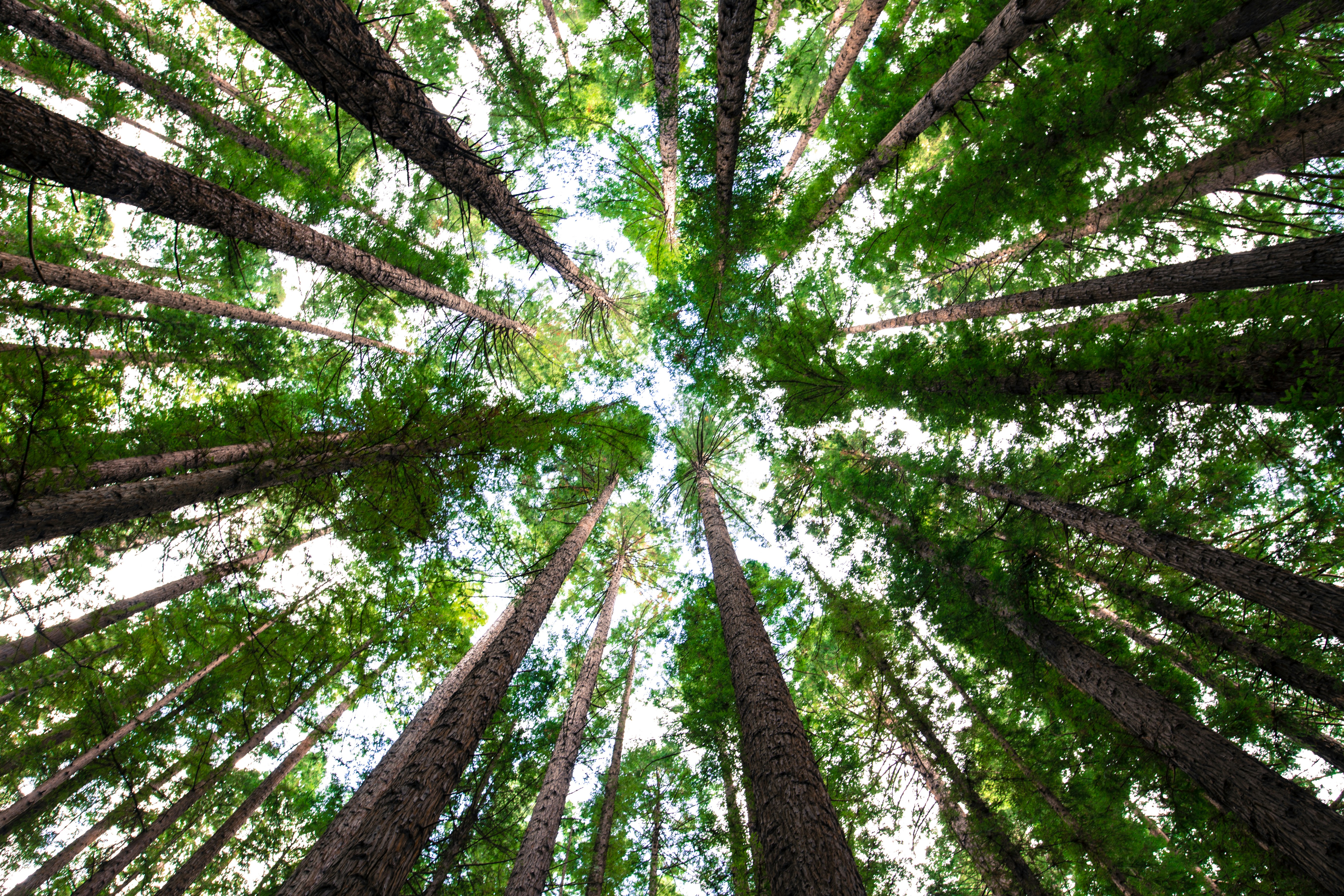 Debezium Without Kafka: Streaming CDC from MongoDB to GCP PubSub in Production